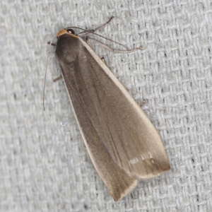 Palaeosia undescribed species at O'Connor, ACT - 22 Mar 2022 08:21 PM