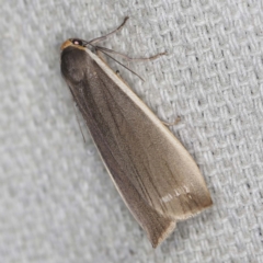 Palaeosia undescribed species at O'Connor, ACT - 22 Mar 2022 08:21 PM