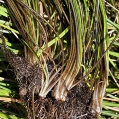 Isoetes muelleri (Quillwort) at Mount Clear, ACT - 25 Mar 2022 by JaneR