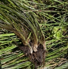 Isoetes muelleri at Mount Clear, ACT - 25 Mar 2022