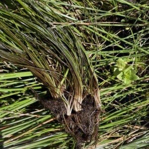 Isoetes muelleri at Mount Clear, ACT - 25 Mar 2022