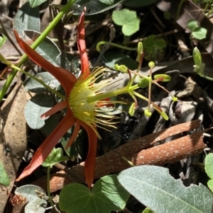 Passiflora cinnabarina at Acton, ACT - 25 Mar 2022 01:39 PM