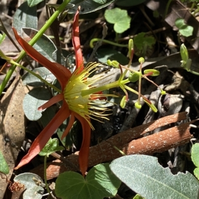 Passiflora cinnabarina (Red Passionflower) at ANBG - 25 Mar 2022 by AJB