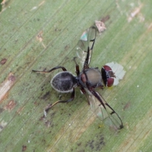 Pogonortalis doclea at Murrumbateman, NSW - 24 Mar 2022