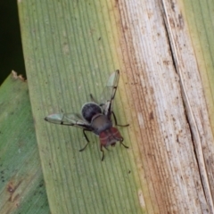 Pogonortalis doclea at Murrumbateman, NSW - 24 Mar 2022 02:53 PM