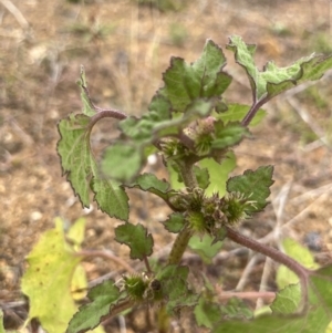 Xanthium occidentale at Molonglo Valley, ACT - 21 Mar 2022