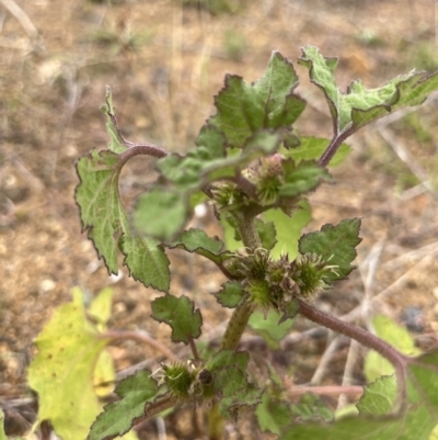 Xanthium occidentale (Noogoora Burr, Cockle Burr) at Molonglo Valley, ACT - 21 Mar 2022 by GG