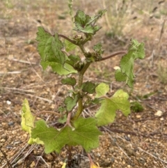 Xanthium occidentale at Molonglo Valley, ACT - 21 Mar 2022