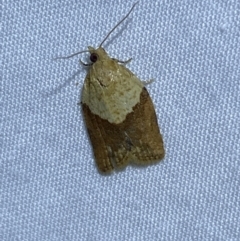 Epiphyas postvittana (Light Brown Apple Moth) at Jerrabomberra, NSW - 24 Mar 2022 by Steve_Bok