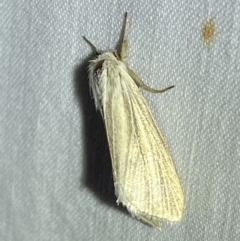 Leucania (genus) (A noctuid moth) at Jerrabomberra, NSW - 24 Mar 2022 by SteveBorkowskis