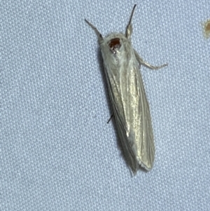 Leucania (genus) at Jerrabomberra, NSW - suppressed