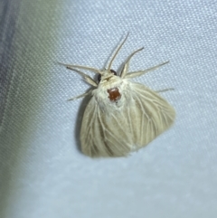 Leucania (genus) at Jerrabomberra, NSW - suppressed