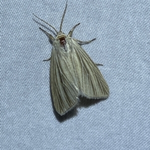 Leucania (genus) at Jerrabomberra, NSW - suppressed