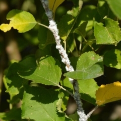 Eriosoma lanigerum (Woolly Aphid) at Jerrabomberra, NSW - 25 Mar 2022 by TmacPictures