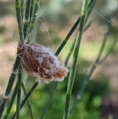 Austracantha minax (Christmas Spider, Jewel Spider) at Watson Green Space - 25 Mar 2022 by AniseStar