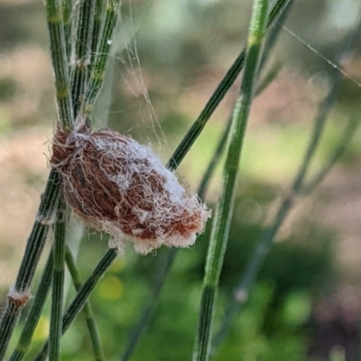 Austracantha minax (Christmas Spider, Jewel Spider) at Watson, ACT - 25 Mar 2022 by AniseStar