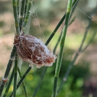 Austracantha minax (Christmas Spider, Jewel Spider) at Watson Green Space - 25 Mar 2022 by AniseStar