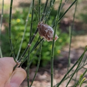 Austracantha minax at Watson, ACT - 25 Mar 2022