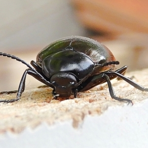 Chalcopteroides spectabilis at Crooked Corner, NSW - 25 Mar 2022 09:48 AM