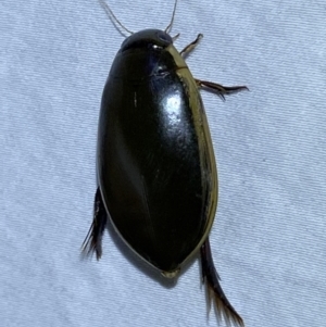 Cybister tripunctatus at Jerrabomberra, NSW - 25 Mar 2022