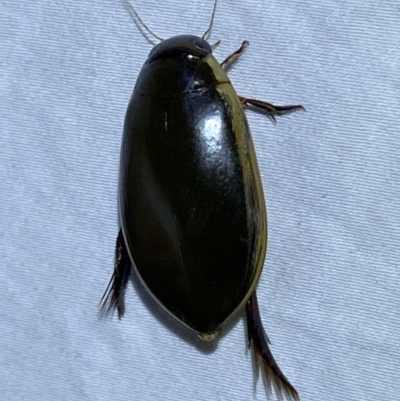 Cybister tripunctatus (A diving beetle) at Jerrabomberra, NSW - 25 Mar 2022 by SteveBorkowskis