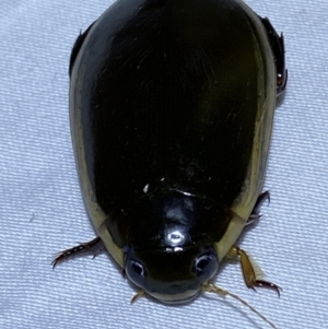 Cybister tripunctatus at Jerrabomberra, NSW - 25 Mar 2022