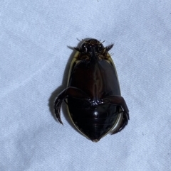 Cybister tripunctatus at Jerrabomberra, NSW - 25 Mar 2022