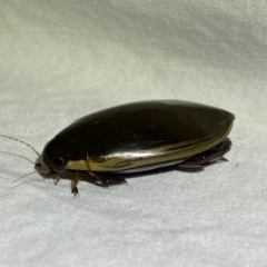 Cybister tripunctatus at Jerrabomberra, NSW - suppressed