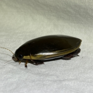 Cybister tripunctatus at Jerrabomberra, NSW - 25 Mar 2022