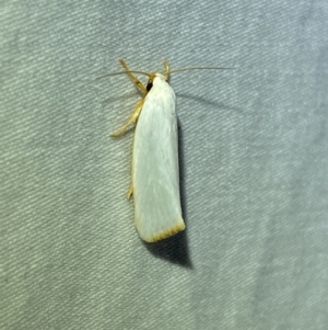 Xylorycta (genus) at Jerrabomberra, NSW - suppressed