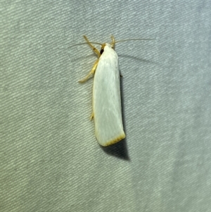 Xylorycta (genus) at Jerrabomberra, NSW - 25 Mar 2022