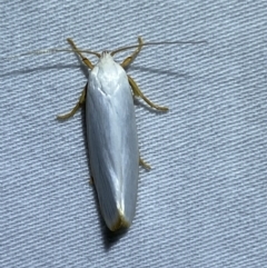 Xylorycta (genus) at Jerrabomberra, NSW - 25 Mar 2022