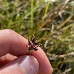 Oreomyrrhis ciliata (Bog Carraway) at Kosciuszko National Park, NSW - 12 Mar 2022 by Ned_Johnston