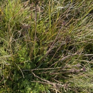 Oreomyrrhis ciliata at Kosciuszko National Park, NSW - 13 Mar 2022