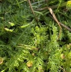 Oreomyrrhis ciliata at Kosciuszko National Park, NSW - 13 Mar 2022