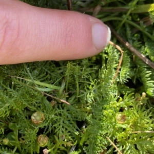 Oreomyrrhis ciliata at Kosciuszko National Park, NSW - 13 Mar 2022