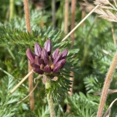 Oreomyrrhis ciliata (Bog Carraway) at Kosciuszko National Park, NSW - 12 Mar 2022 by Ned_Johnston