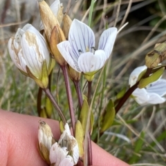 Gentianella muelleriana subsp. alpestris (Mueller's Snow-gentian) at Kosciuszko National Park, NSW - 12 Mar 2022 by Ned_Johnston