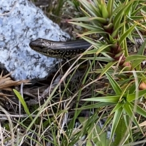 Eulamprus kosciuskoi at Kosciuszko National Park, NSW - 13 Mar 2022