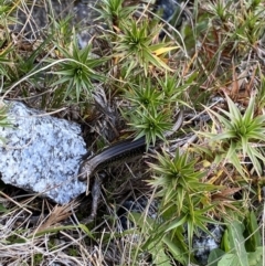 Eulamprus kosciuskoi at Kosciuszko National Park, NSW - 13 Mar 2022