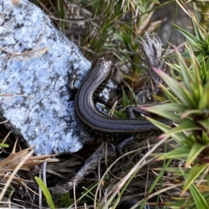 Eulamprus kosciuskoi at Kosciuszko National Park, NSW - 13 Mar 2022 09:50 AM