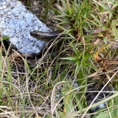 Eulamprus kosciuskoi at Kosciuszko National Park, NSW - 13 Mar 2022 09:50 AM