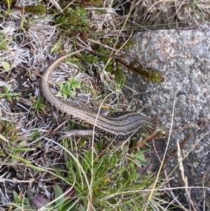 Eulamprus kosciuskoi at Kosciuszko National Park, NSW - 13 Mar 2022 09:50 AM