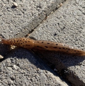 Limax maximus at Jagungal Wilderness, NSW - 13 Mar 2022 08:50 AM