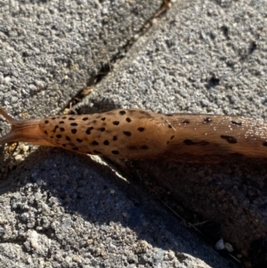 Limax maximus at Jagungal Wilderness, NSW - 13 Mar 2022 08:50 AM