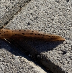 Limax maximus at Jagungal Wilderness, NSW - 13 Mar 2022 08:50 AM