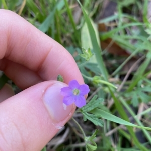 Geranium solanderi at Jagungal Wilderness, NSW - 12 Mar 2022 06:54 PM