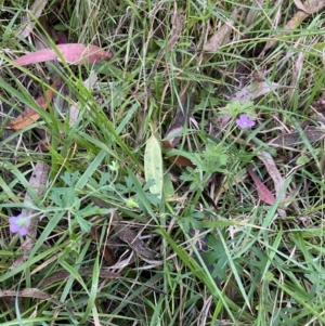 Geranium solanderi at Jagungal Wilderness, NSW - 12 Mar 2022 06:54 PM