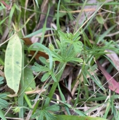 Geranium solanderi at Jagungal Wilderness, NSW - 12 Mar 2022 06:54 PM