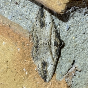 Syneora euboliaria at Jerrabomberra, NSW - 26 Mar 2022